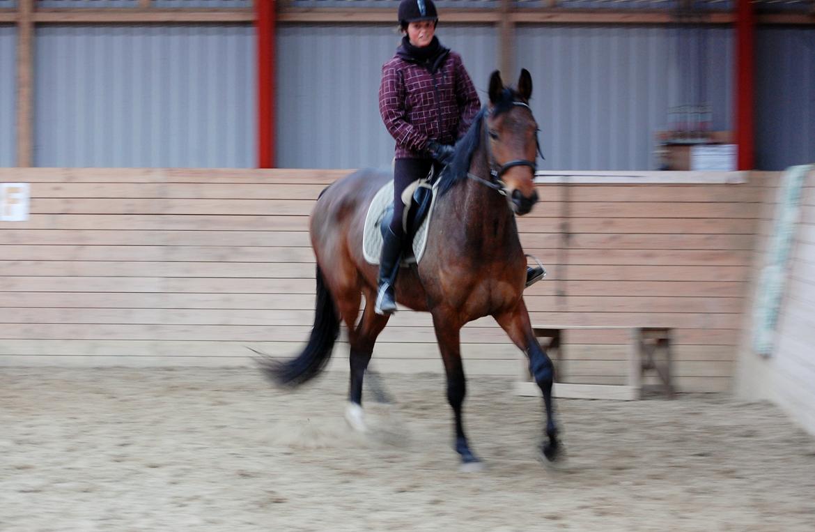 Anden særlig race Bruno Hartvig - efter 3. måneders ferie :)  billede 20
