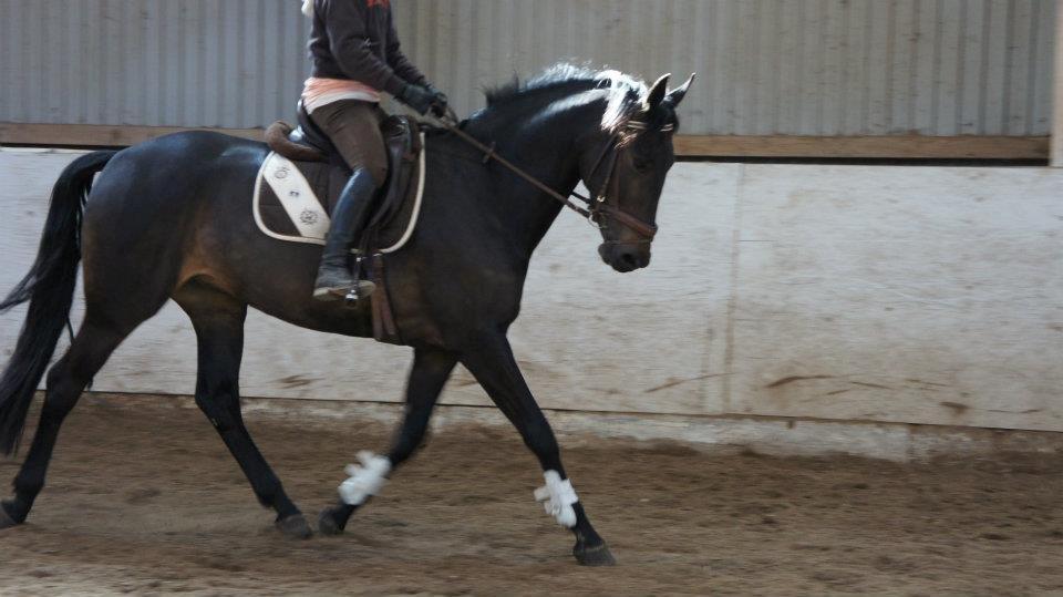 Oldenborg Kirsebærsgården Cayenne - 5 år billede 13