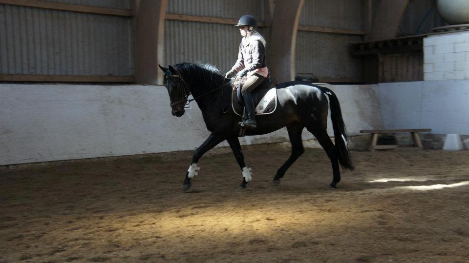 Oldenborg Kirsebærsgården Cayenne - 5 år billede 14