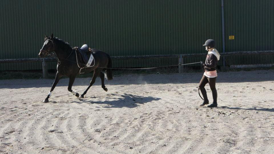 Oldenborg Kirsebærsgården Cayenne - 5 år billede 17