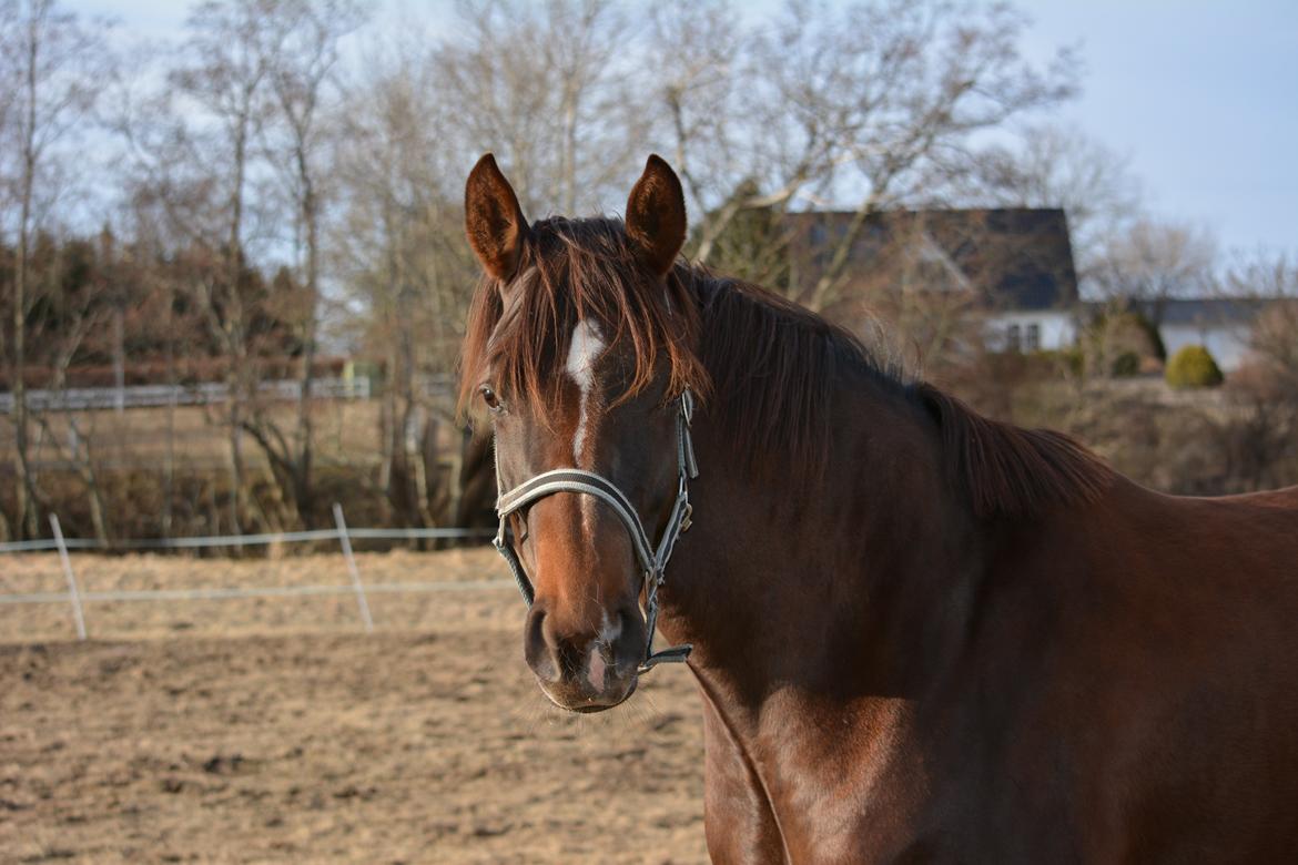 Hannoveraner Felina billede 2