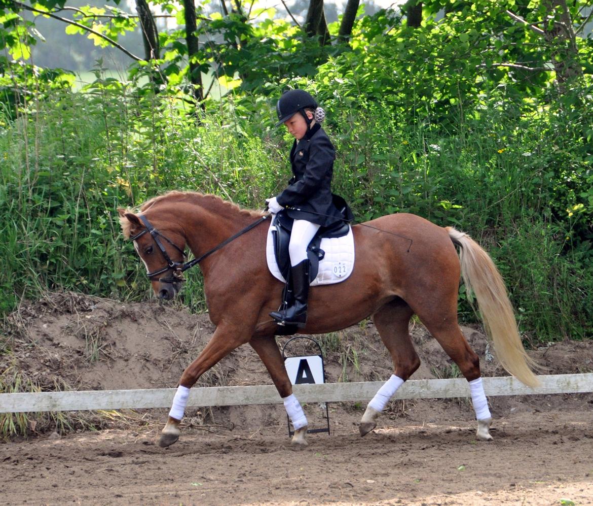 Welsh Pony (sec B) Kirkelodgaards Mischa billede 1