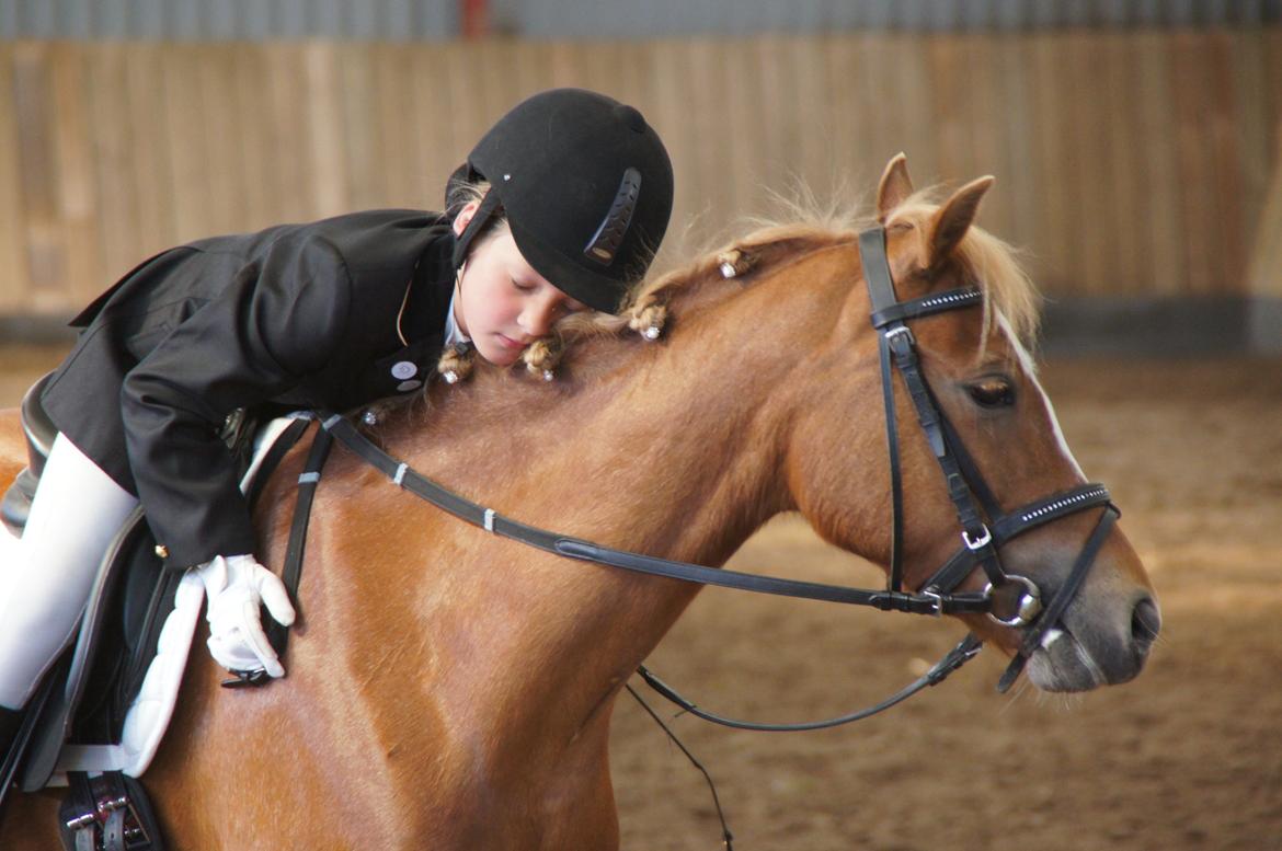 Welsh Pony (sec B) Kirkelodgaards Mischa billede 2