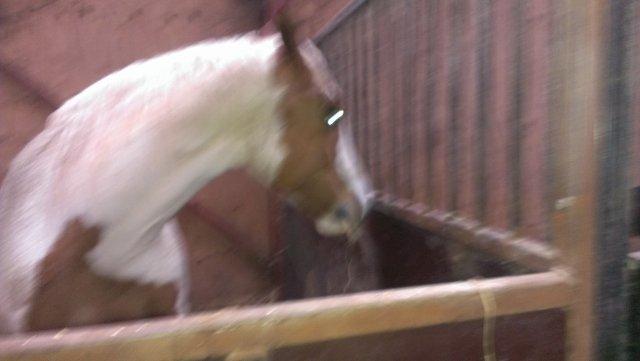 Paint CW Sugar Bars Legend billede 2