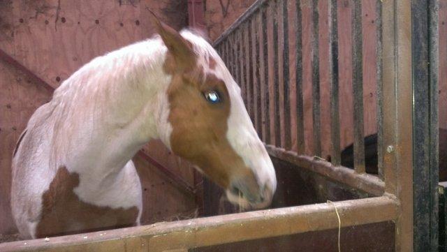 Paint CW Sugar Bars Legend billede 3