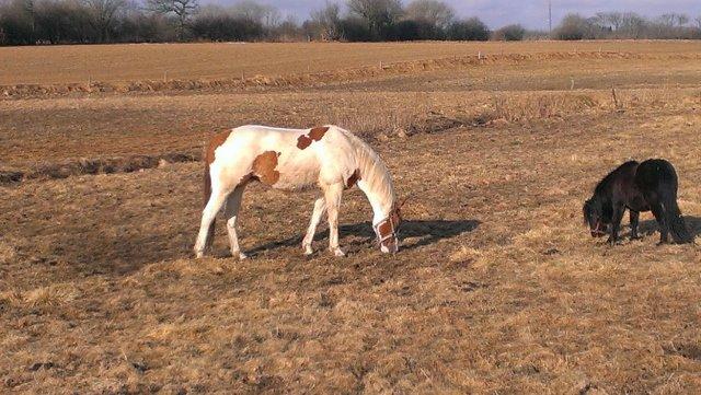 Paint CW Sugar Bars Legend billede 4
