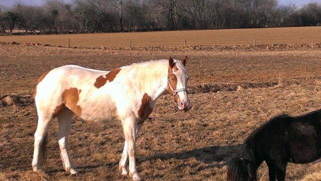 Paint CW Sugar Bars Legend billede 6