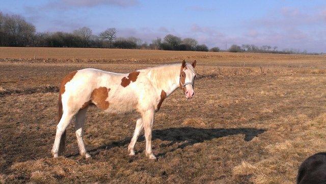 Paint CW Sugar Bars Legend billede 7