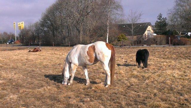 Paint CW Sugar Bars Legend billede 9