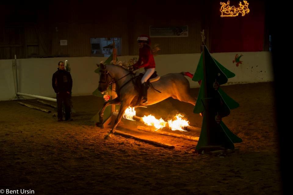 Tysk Sportspony Mühlenhofs Lambada (låne pony) billede 4