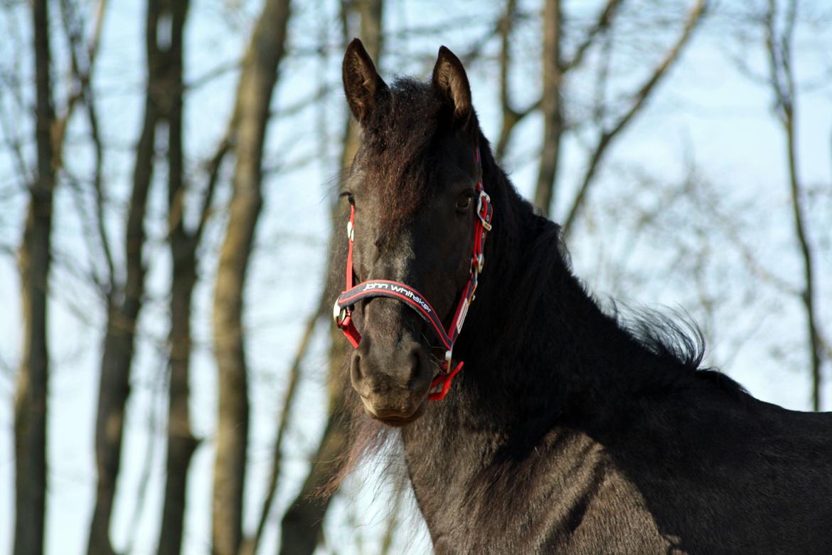 Frieser Hanna billede 4