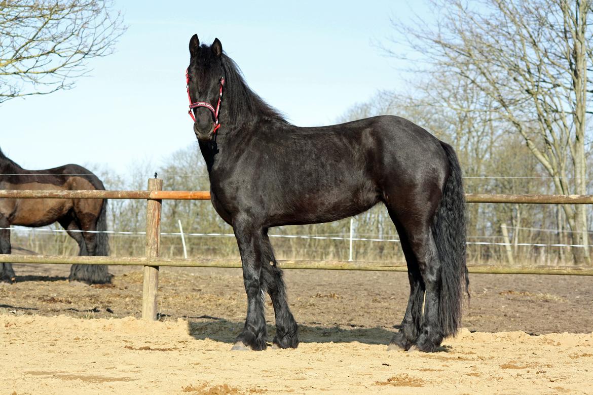 Frieser Hanna billede 19