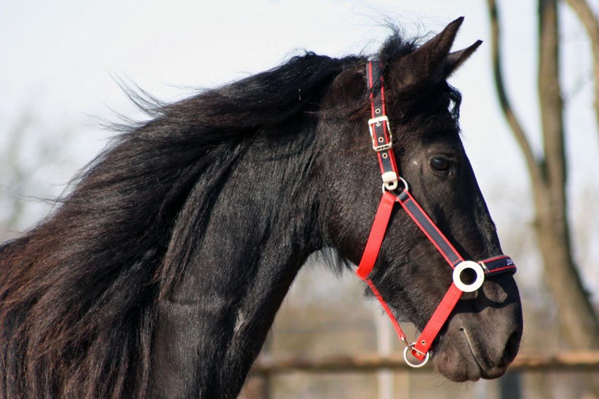 Frieser Hanna billede 20