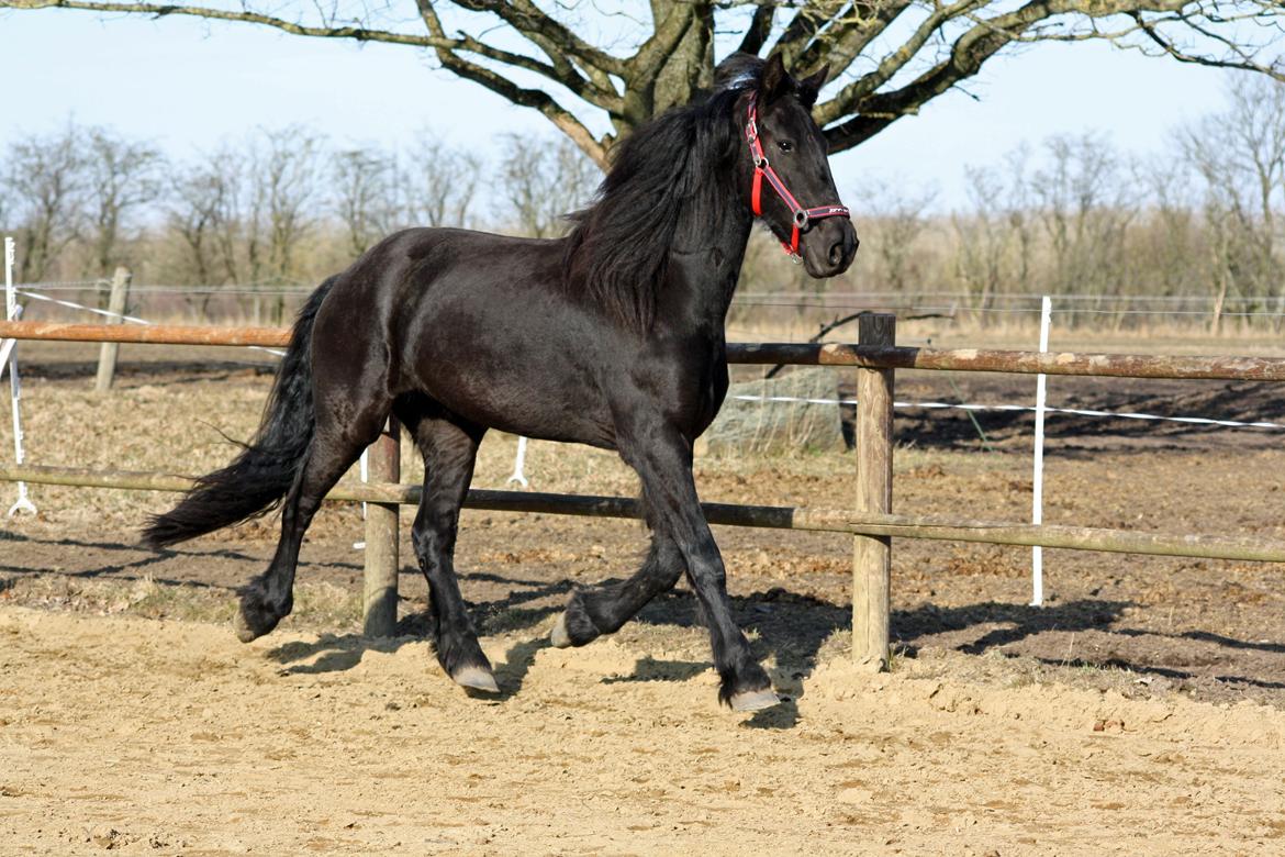 Frieser Hanna billede 21