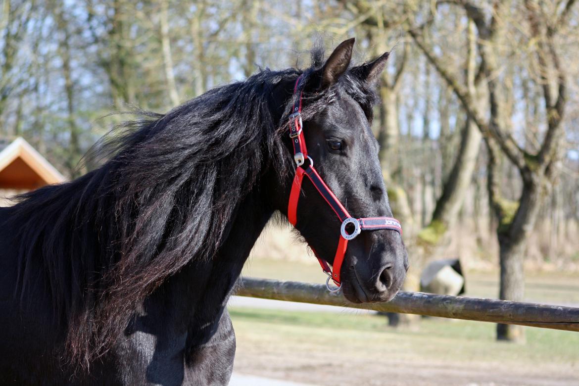 Frieser Hanna billede 22