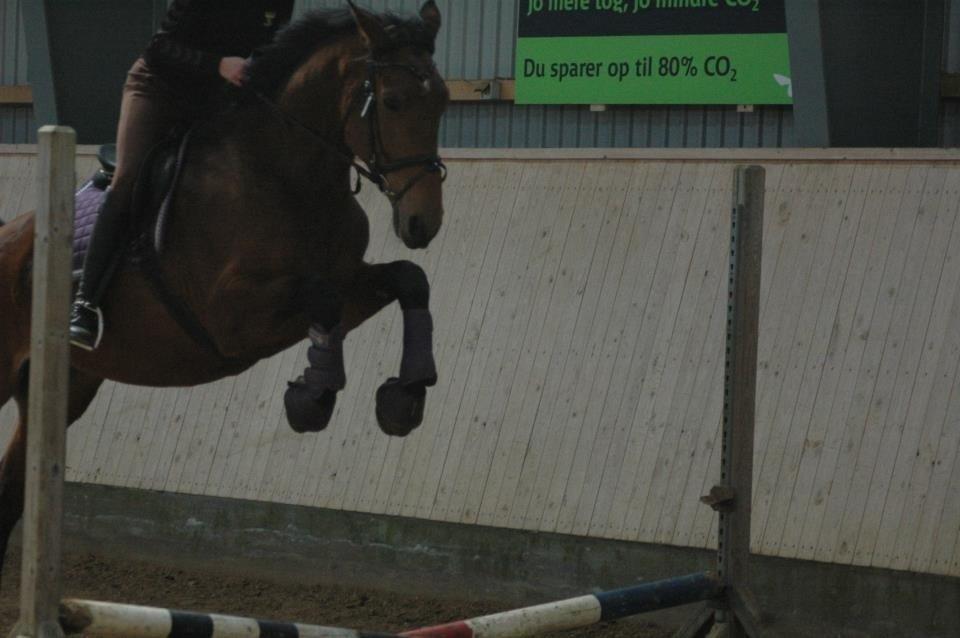 Dansk Varmblod Vestegaardens Leonora - Første gang mig og leo springer:)<3<3 billede 8