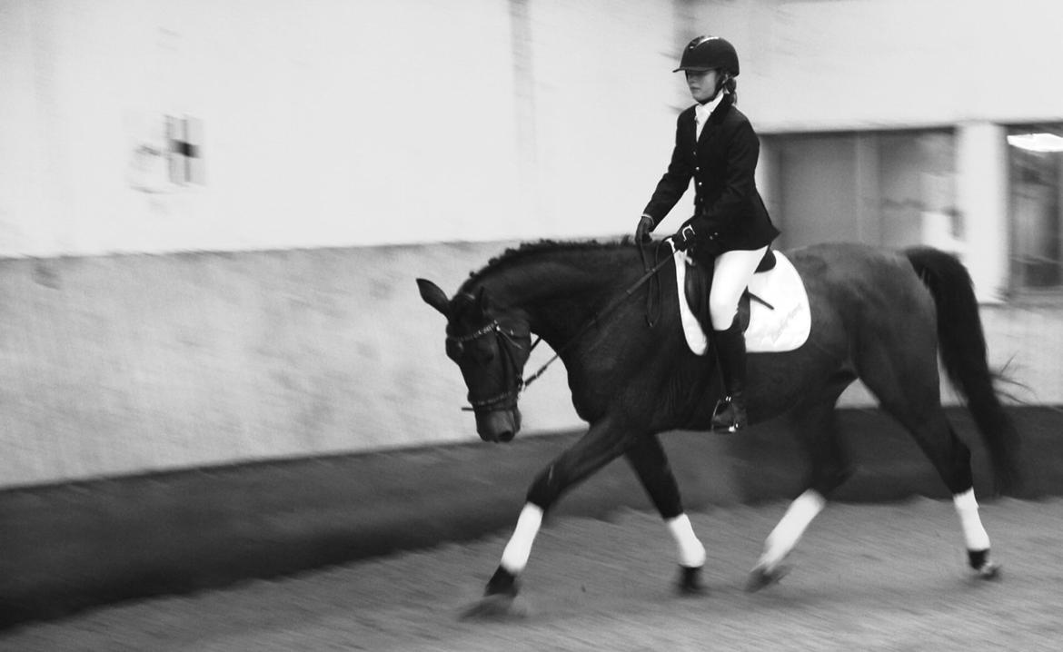Dansk Varmblod Vestegaardens Leonora billede 7