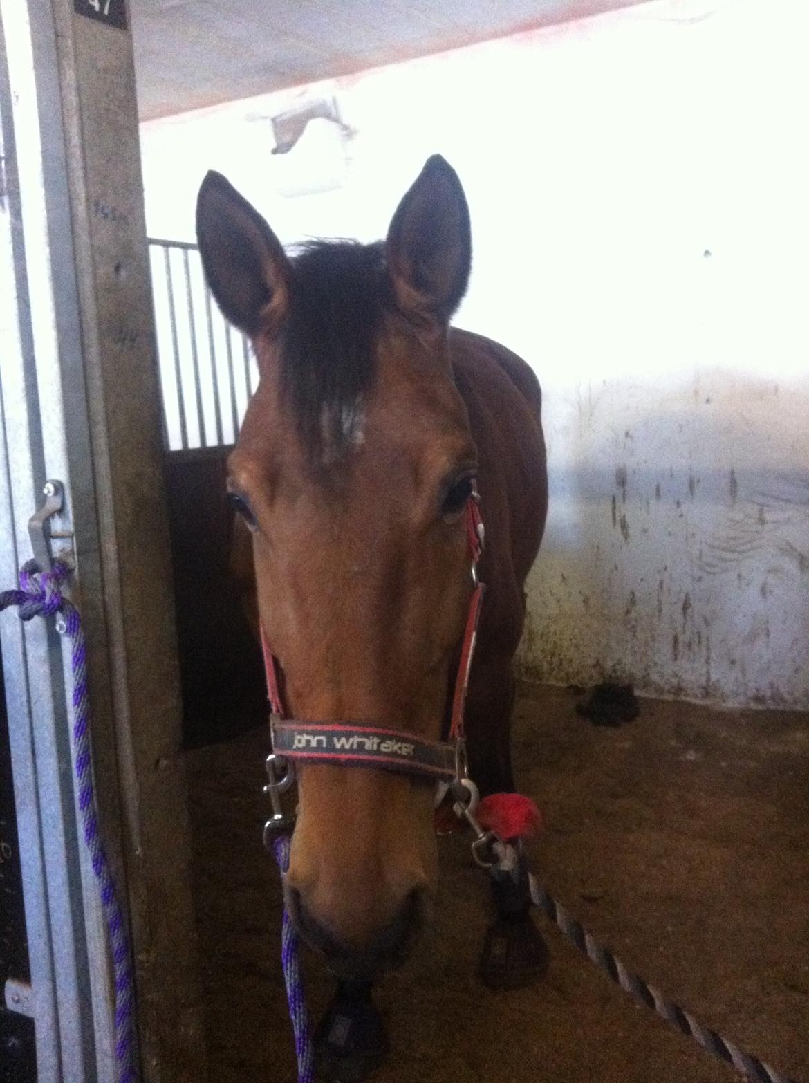 Dansk Varmblod Vestegaardens Leonora billede 13