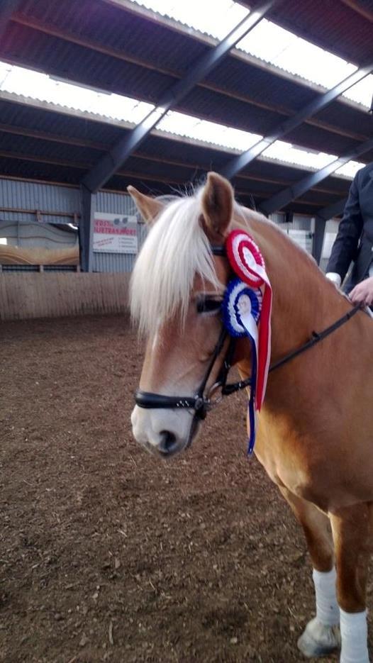 Haflinger Mille Skov - 1 og 2 plads i LD2 og LC1!
Fotograf: mor billede 7