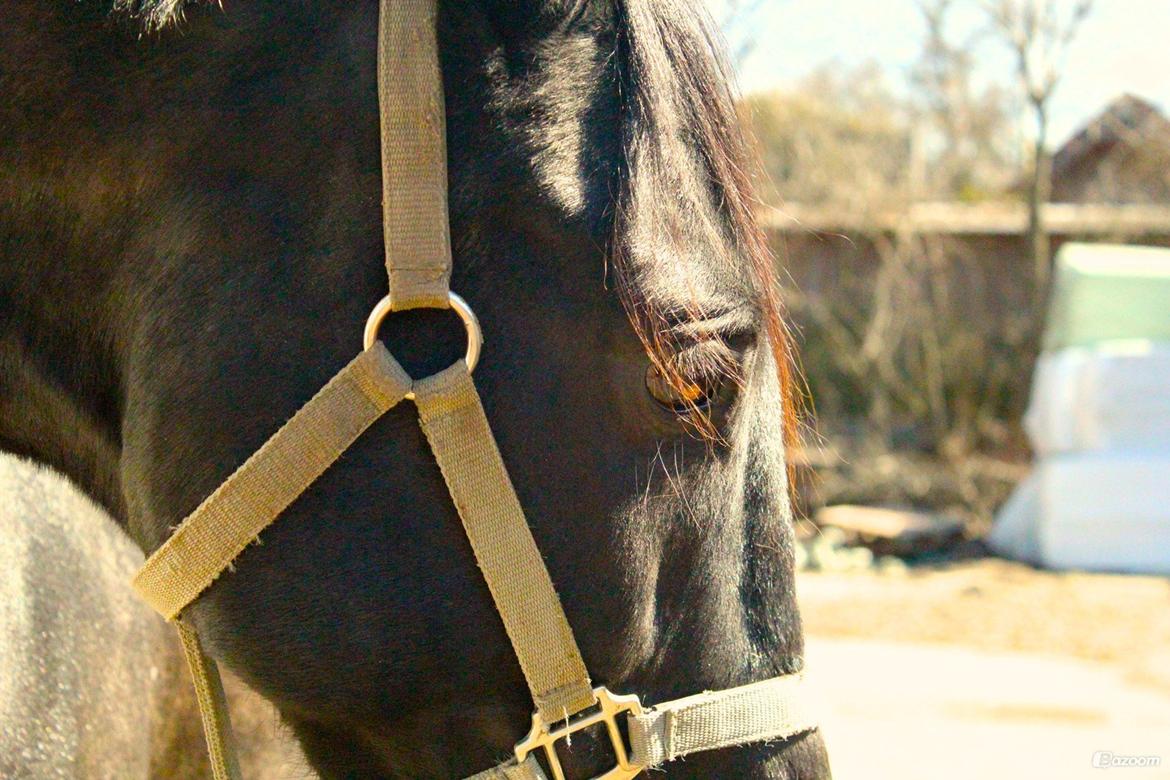 Holstener Cæsar - Velkommen til Cæsar's profil - Fotograf: Mille (ejer), 6/4-13 billede 2