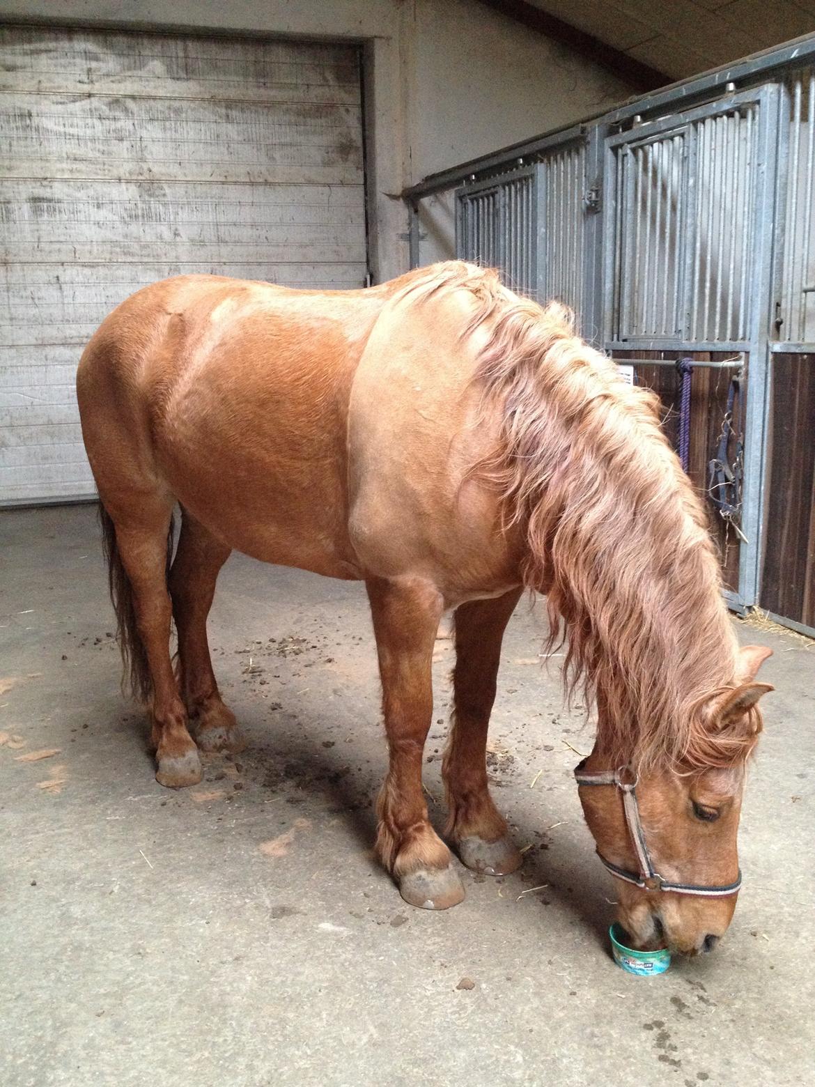 Anden særlig race Tex - Hygge og belønning efter ridning :) billede 11