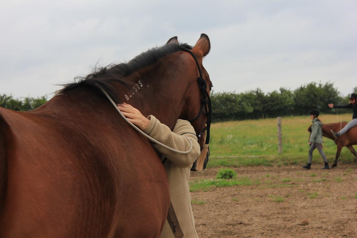 Traver Kenzo billede 11