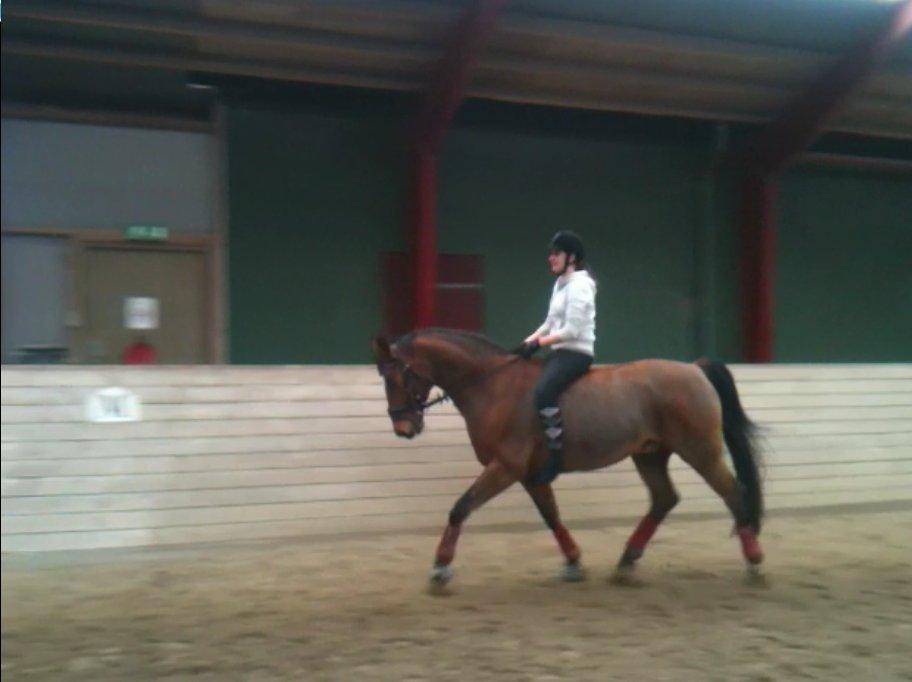 Dansk Varmblod Candor Højvang billede 9