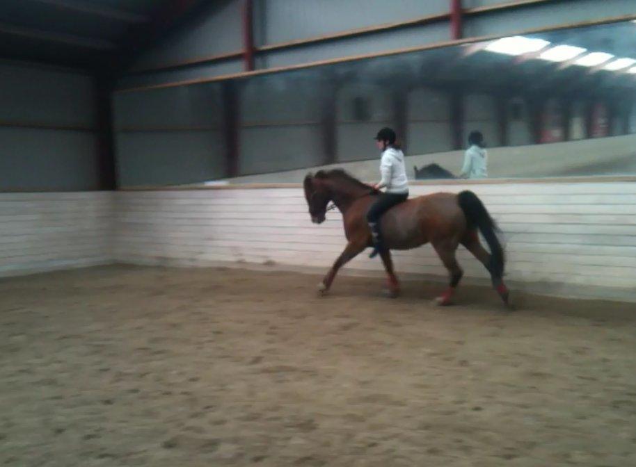 Dansk Varmblod Candor Højvang billede 10