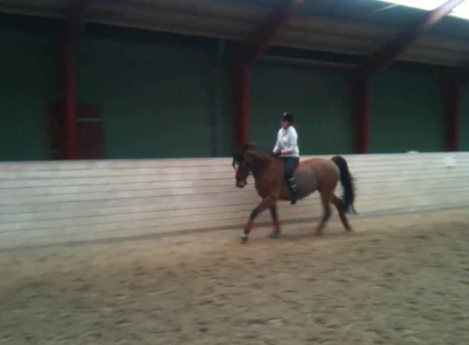 Dansk Varmblod Candor Højvang billede 11