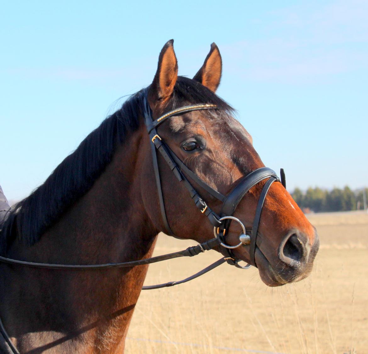 Dansk Varmblod Cille billede 16