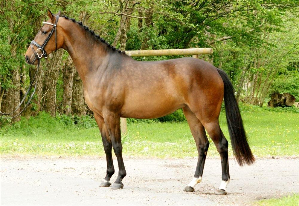 Dansk Varmblod Cille - Cille i sommers 2012 billede 14