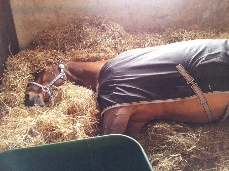 Dansk Varmblod Lillemarkens Cicato - Drengen tager sig en morfar i sin dejlige boks.  billede 14