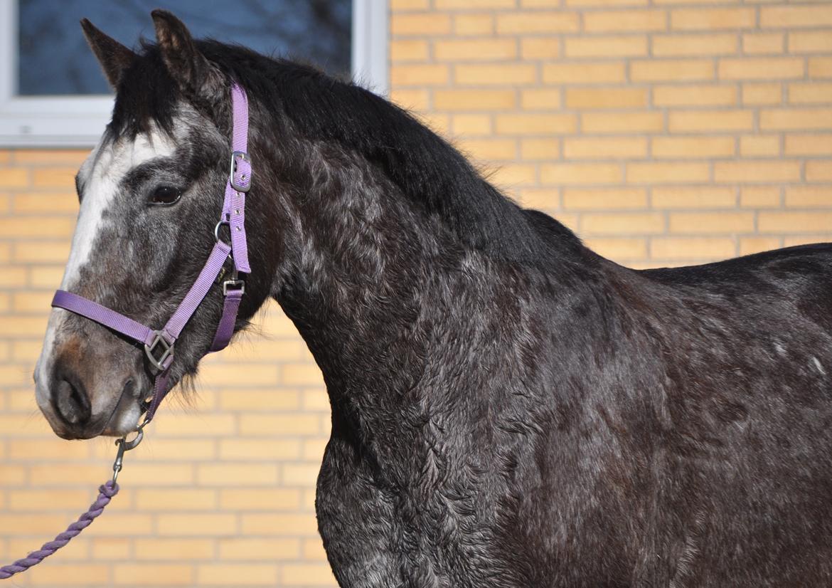 Anden særlig race Tranholms Kejser billede 7