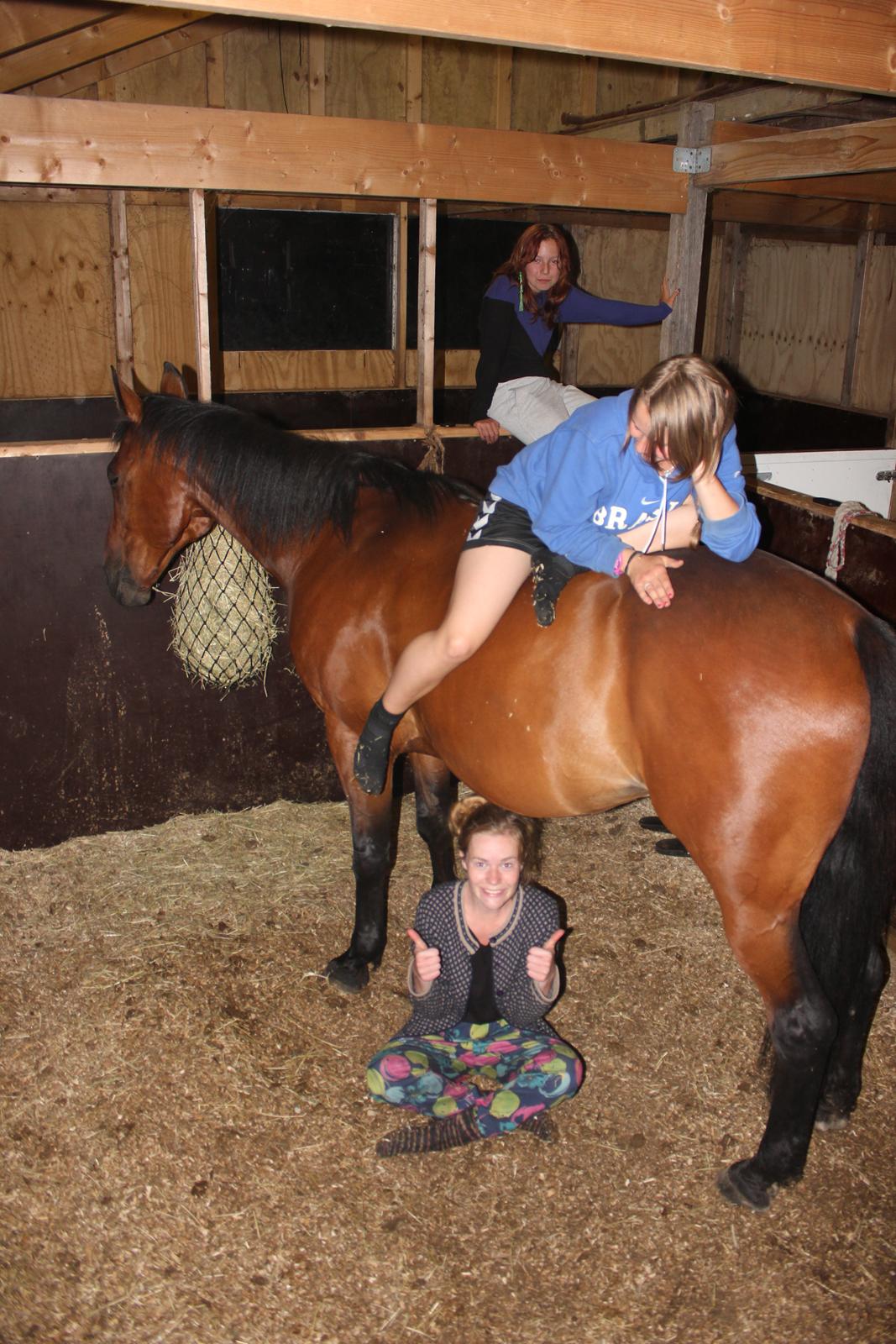 Traver Kenzo - Som i kan se, er han en meget rolig hest! <3 billede 13