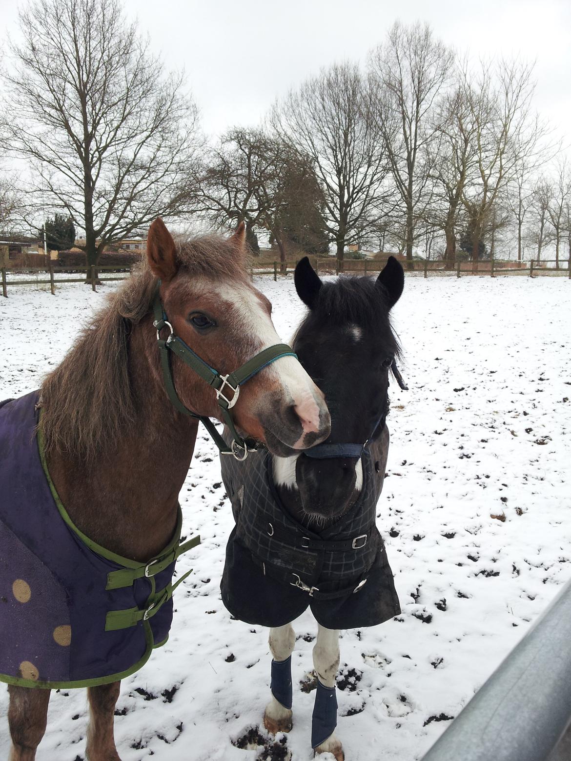 Dartmoor Skovbrynets Bastjan billede 16
