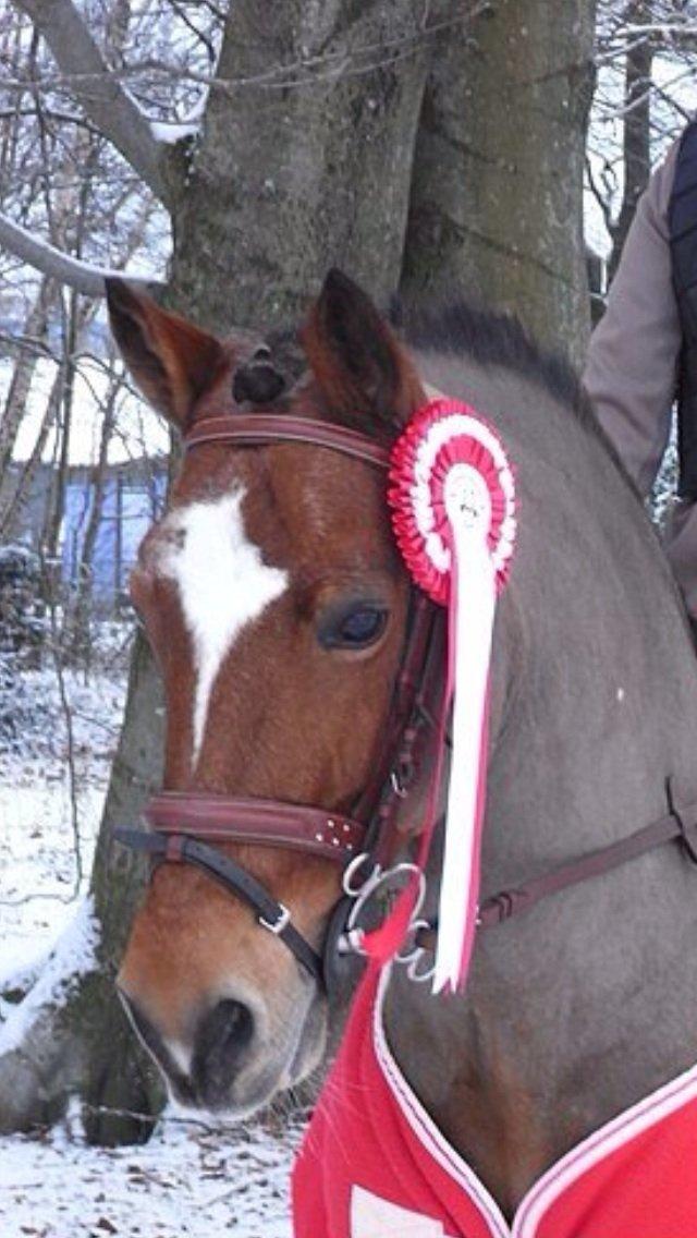 Welsh Pony af Cob-type (sec C) Miss Anton - fra mig og antons første stævne sammen  billede 9