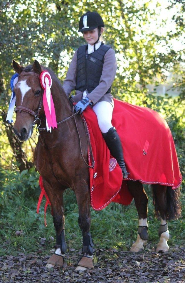 Welsh Pony af Cob-type (sec C) Miss Anton - nr to i regions mesterskab billede 10