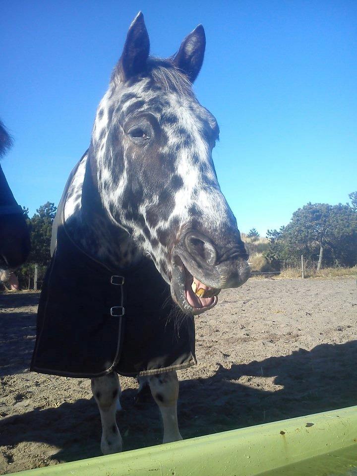 Knabstrupper plet - HAHA, grine grine!:D<3 billede 2
