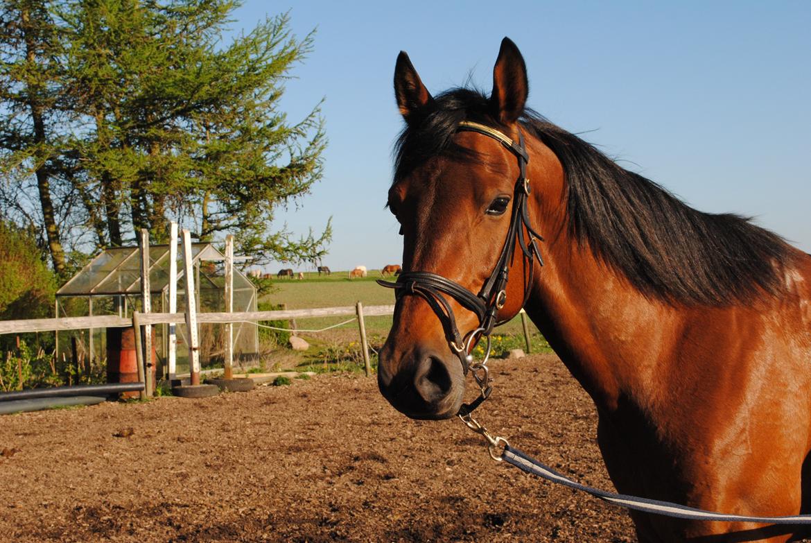 Traver Kandis V P (Candy) - Longering billede 8