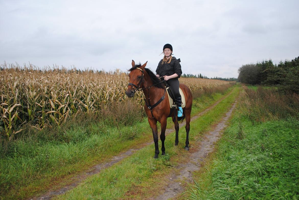 Traver Kandis V P (Candy) - Ridetur i Karup billede 15