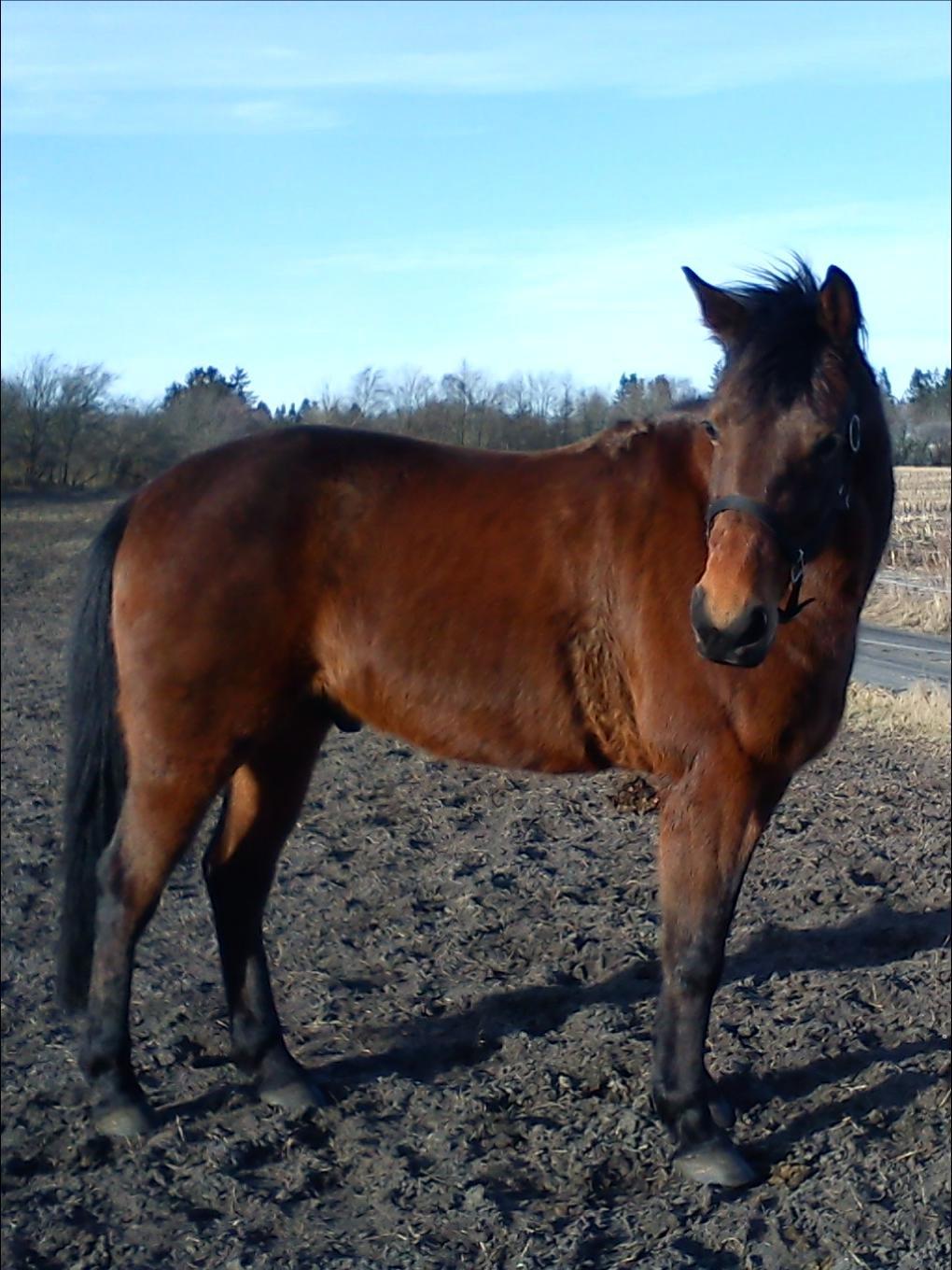 Traver Kandis V P (Candy) - Candy i karup billede 18