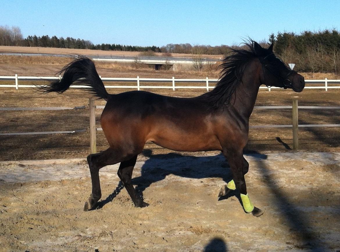 Arabisk fuldblod (OX) Fanzana (Iris) - April 2013 billede 11
