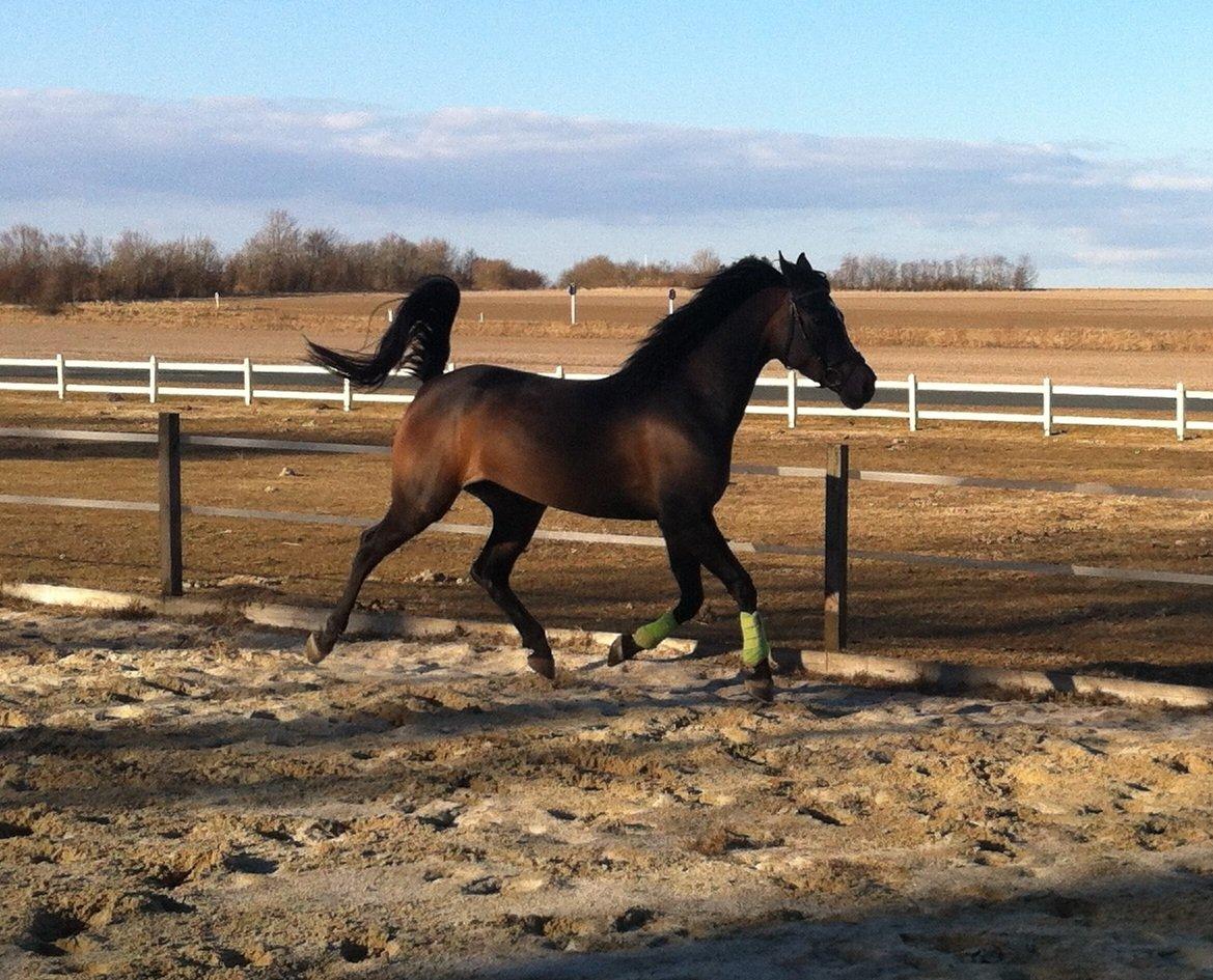 Arabisk fuldblod (OX) Fanzana (Iris) - April 2013 billede 1