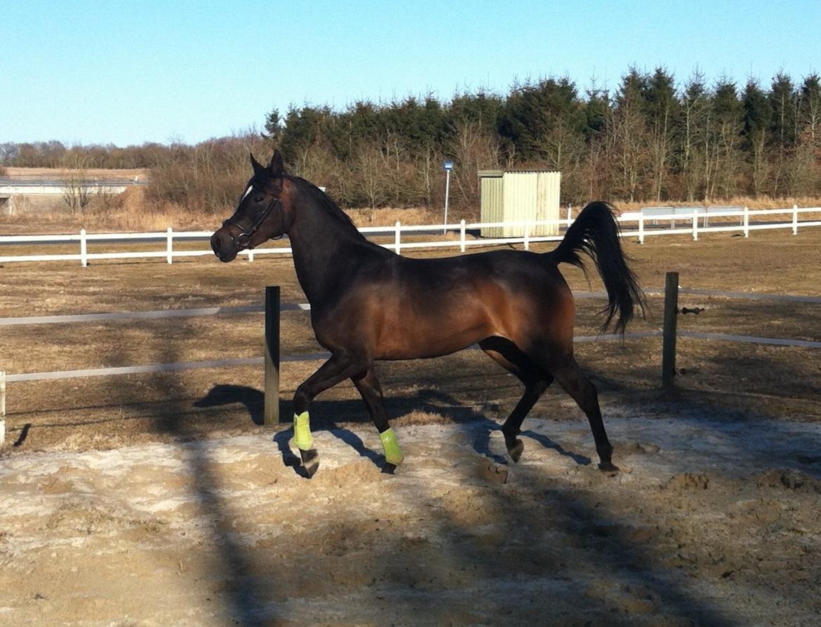 Arabisk fuldblod (OX) Fanzana (Iris) - April 2013 billede 12