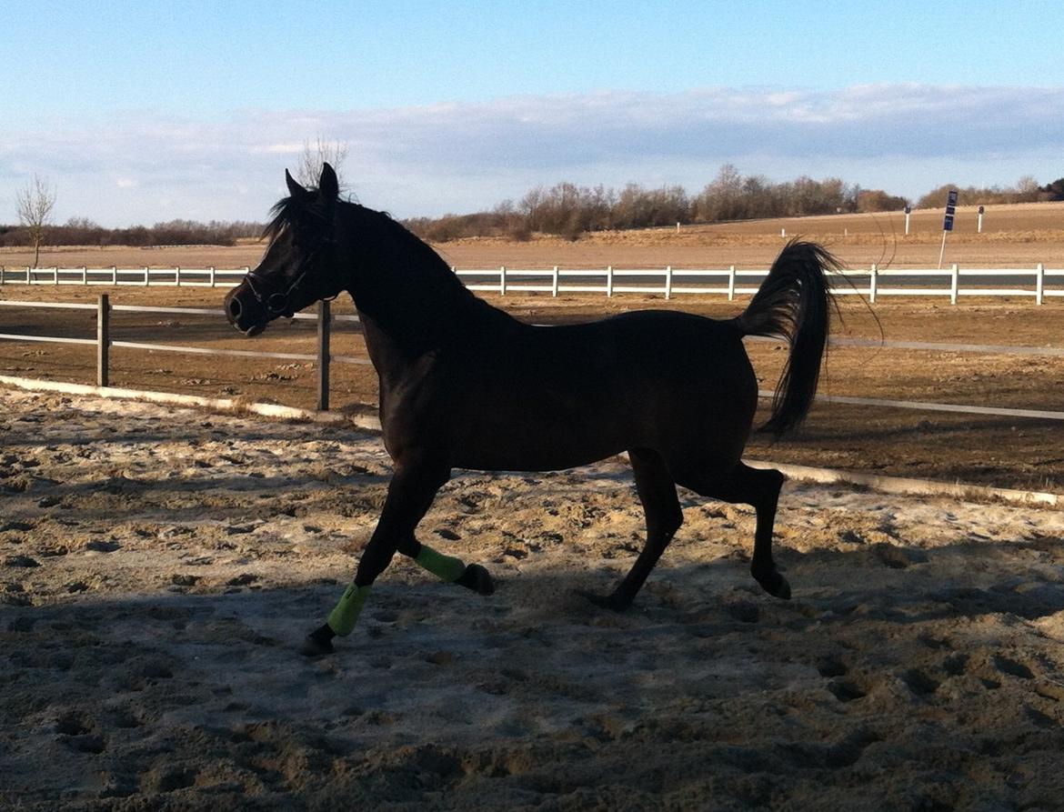 Arabisk fuldblod (OX) Fanzana (Iris) - April 2013 billede 15