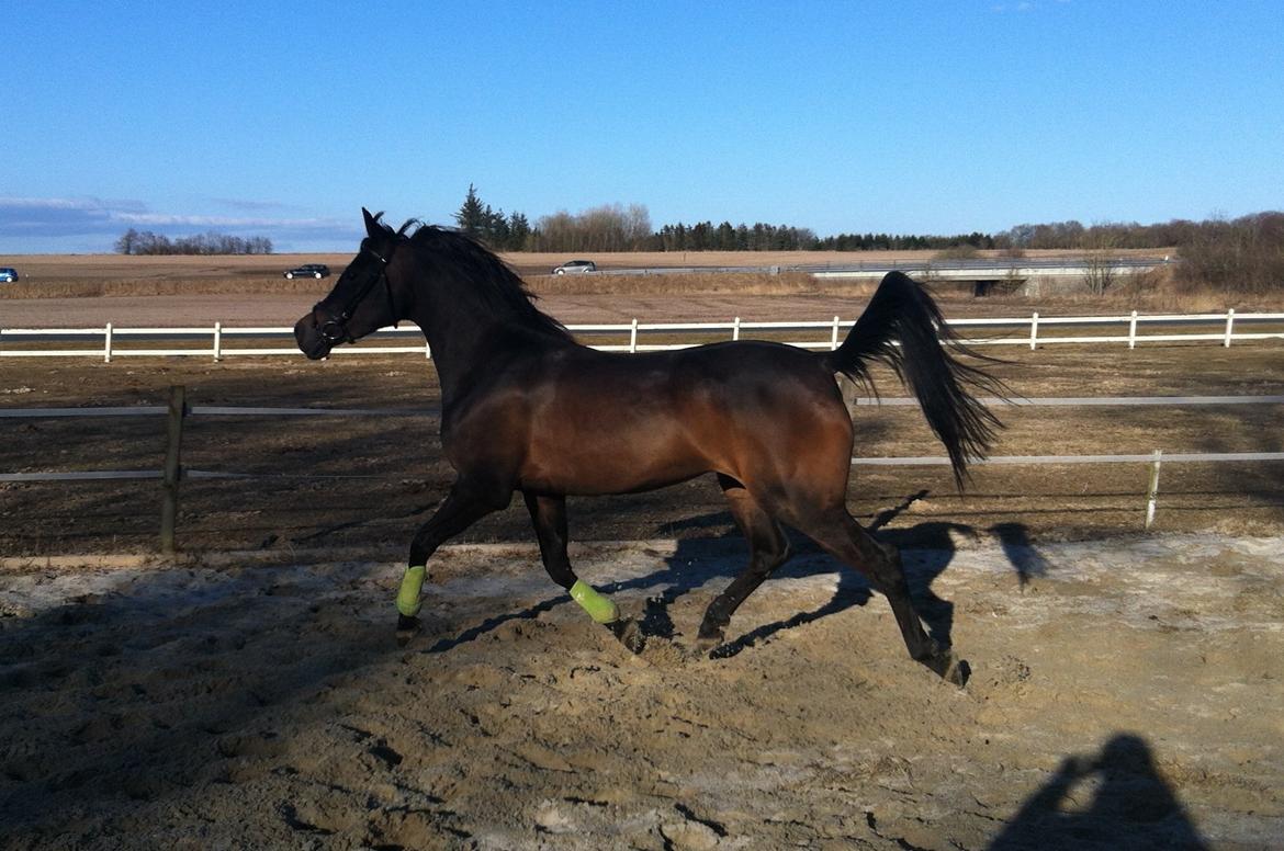 Arabisk fuldblod (OX) Fanzana (Iris) - April 2013 billede 16