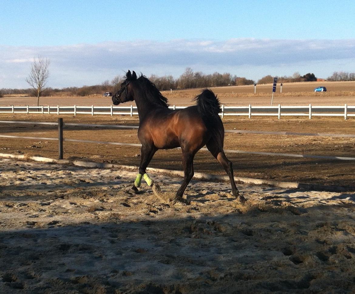 Arabisk fuldblod (OX) Fanzana (Iris) - April 2013 billede 18