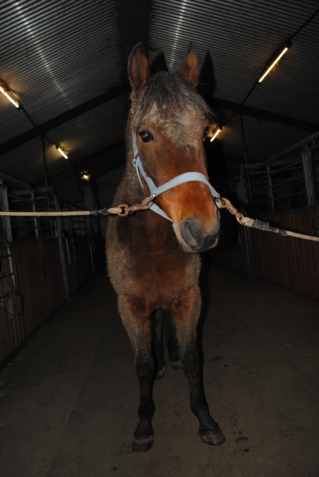 Traver Kandis V P (Candy) - Candy elsker at mudderbade billede 12