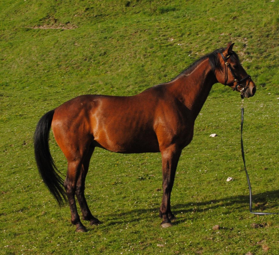 Traver Kandis V P (Candy) - Longering på folden. billede 6