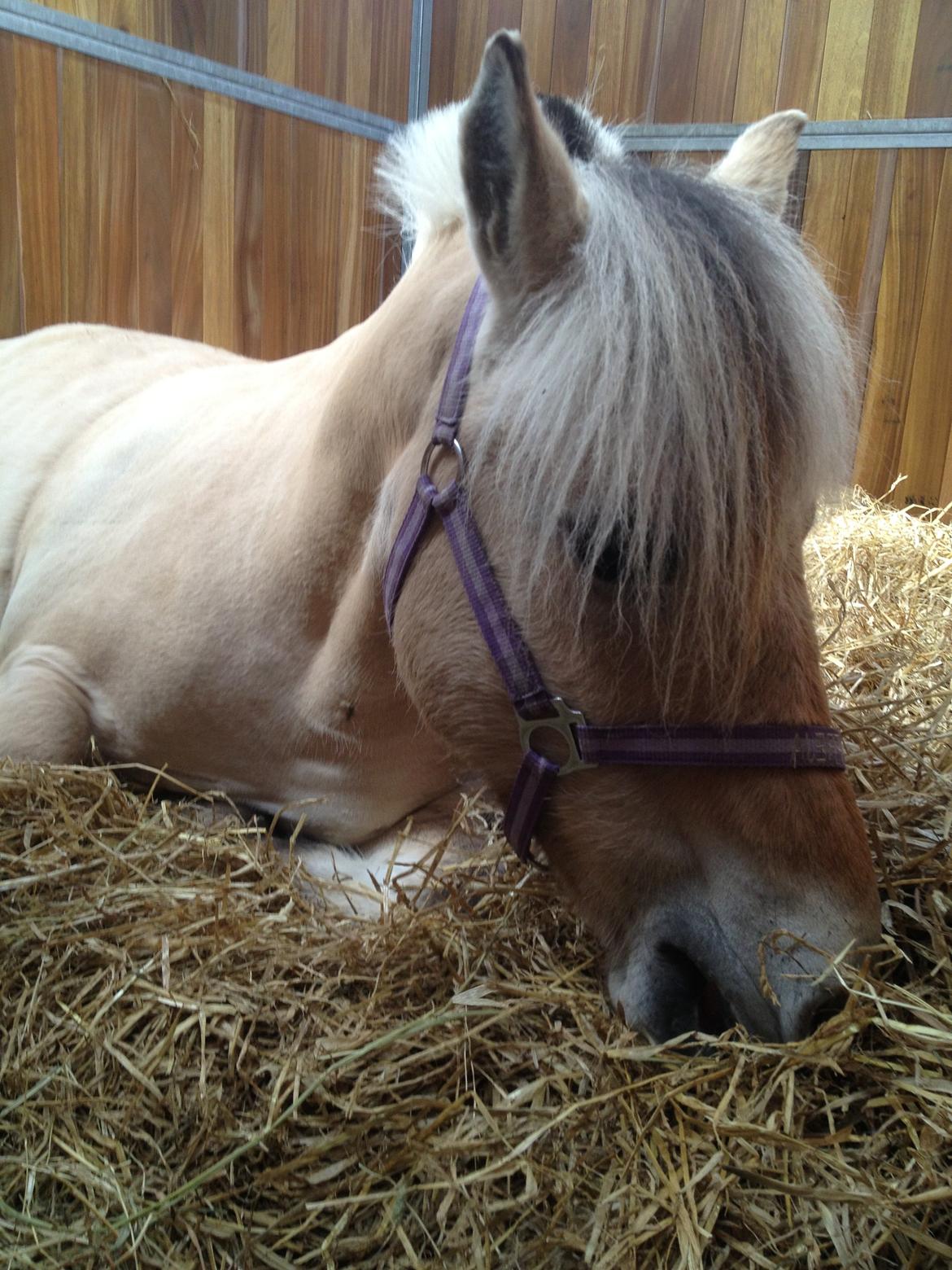 Fjordhest Freja <3 - Velkommen! billede 2